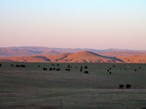 Steppe Mongole Steppe Mongolie