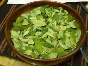 Feuille de Coca