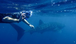 Avec un requin baleine