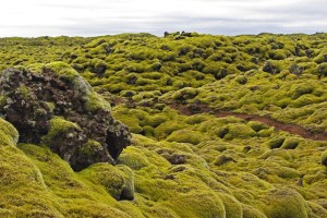 islande champs lave mousse