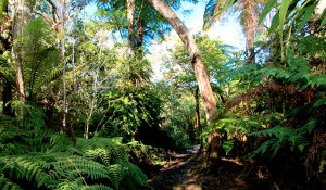 Randonnée à la Réunion