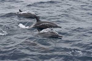 Activités nautique aux Maldives