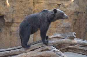 Ours-zoo-de-Barcelone