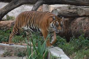 Tigre au Zoo de Barcelone