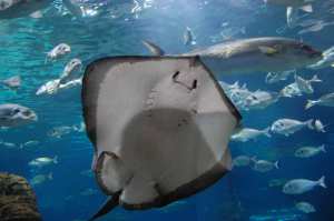 Raies de l'Océanarium