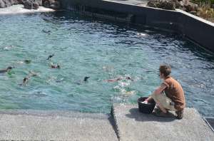 Nourrissage des manchots