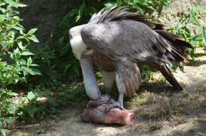Vautour du parc en plein repas