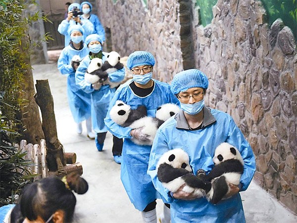 Où voir des Pandas en Chine
